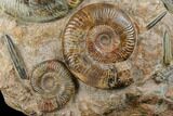 Tall, Jurassic Ammonite (Hammatoceras) Display - France #174931-1